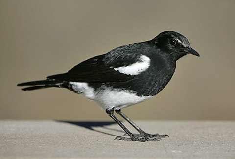Mountain Wheatear male